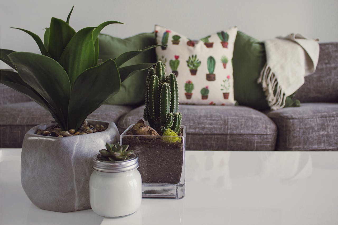 Budget-Friendly Home Decor Hacks for First-Time Homeowners Plants Image