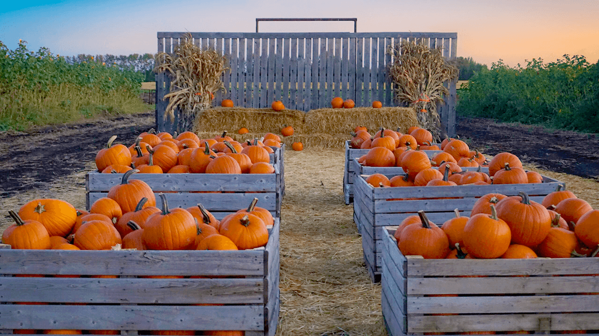 Edmonton Corn Maze Pumpkins Image