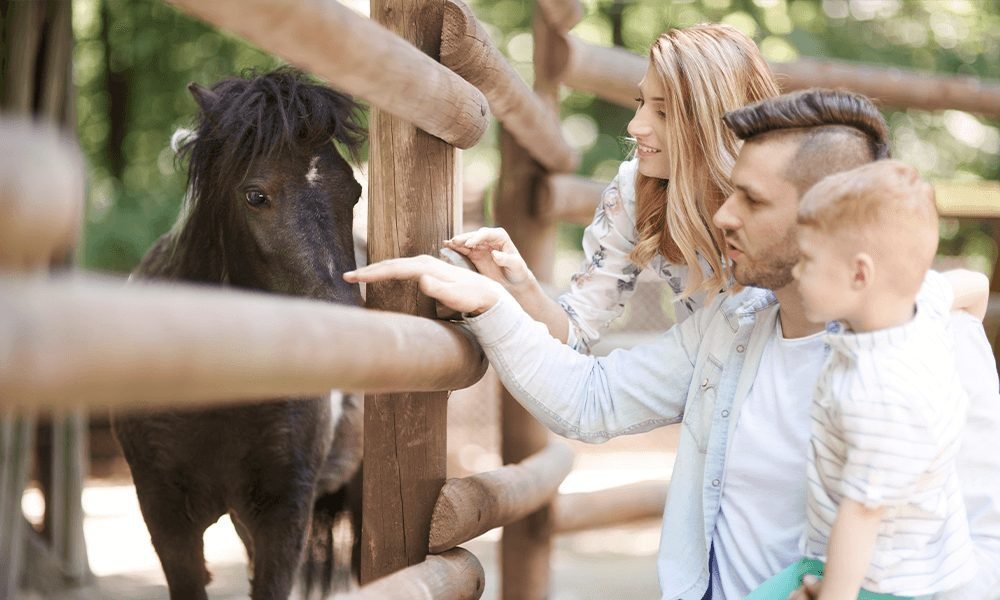 Edmonton Community Spotlight: Jasper Park in West Edmonton Zoo Image